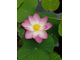 Лотос розовый / орехоносный (Nelumbo nucifera) абсолю 1 г