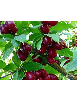 Кизил садовый "Семен"