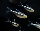 Неон черный (Hyphessobrycon herbertaxelrodi)