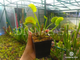 Dionaea muscipula Giant Traps Erect Leafes