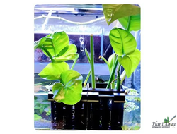 SwetAqua APXH-L - горшочек для надводных растений 120 мм