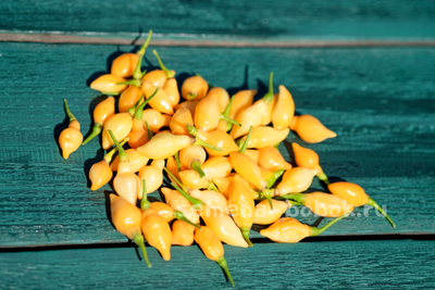 Перец острый Cabacinha Laranja, 10 шт