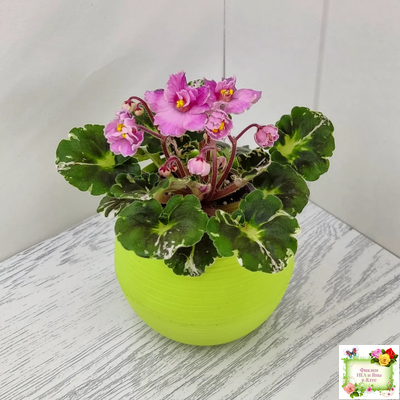 Snuggles Little Girl (S. Sorano) (пестролистный гёрл)