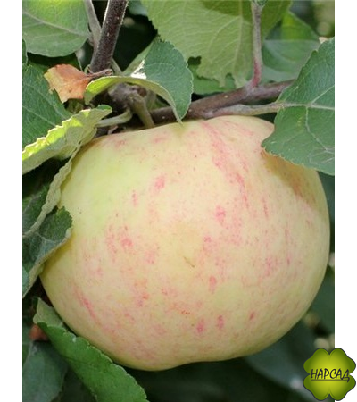 ОСИПОВСКОЕ (карликовый подвой, саженец 1 года)