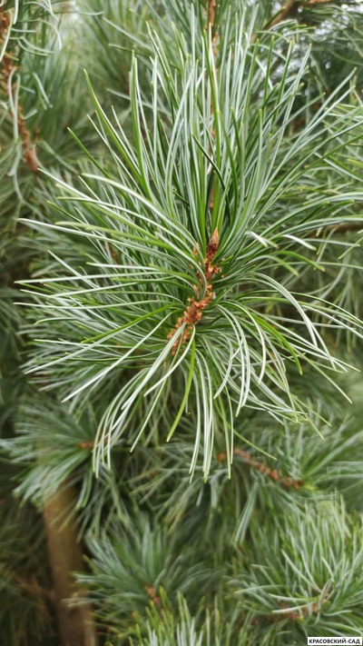 Корейский кедр 4 метра