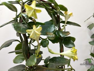 Церопегия Сандерсона / Ceropegia sandersonii