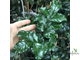 Murraya paniculata 'Himalayan' (Giant leaf) / муррайя гималайская большой лист