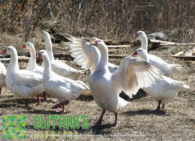 Гусь фермерский купить с доставкой