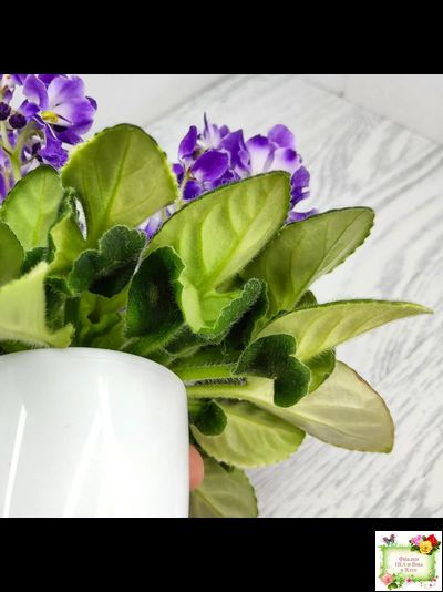 LV-Элизабет (Л. Шевелева) 2023 г.(лист посажен 29.01.26)