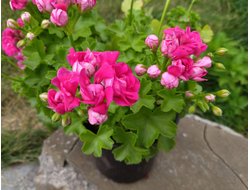Пеларгония Влада фото