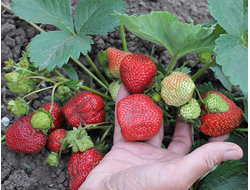 Земляника садовая Королева Елизавета II, p9