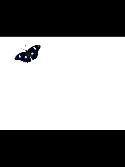 Тропикарий-Ферма бабочек 7 шт. некрупных видов