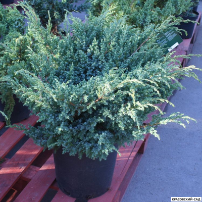 Можжевельник Блю Свид - Blue Swede