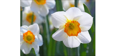 "Лепестки и серединка нарцисса" силиконовые молды (вайнеры)