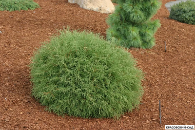 Туя Мистер Боулинг Болл - Mr. Bowling Ball