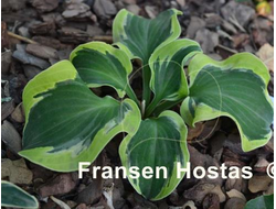 Хоста Smiling Mouse