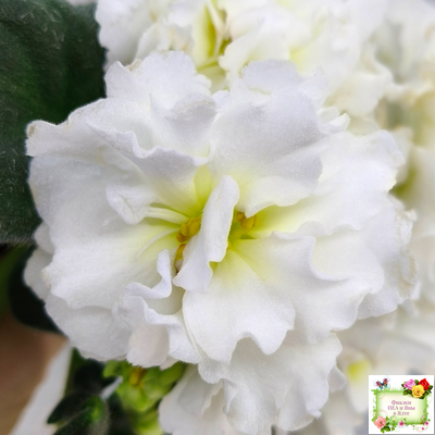 МК-Белая Кувшинка (М. Карпова) 2022 г.