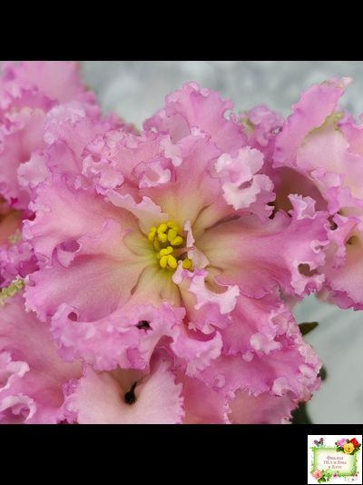 РМ-Саломея (Н. Скорнякова) 2019 г.