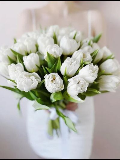 31 белый тюльпан