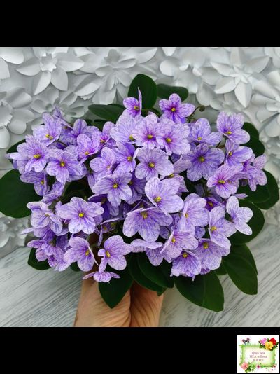 ГЕА-Весёлый Клоун (Е. Галицкая) 2024 г. трейлер