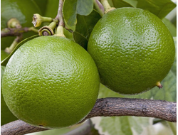 Бергамот (Citrus bergamia) Индия, 5 мл - 100% натуральное эфирное масло