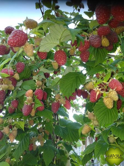 МАЛИНА "МОСКОВСКИЙ ГИГАНТ" (ранняя, лежкая)