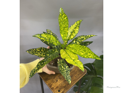 Кротон в горшке