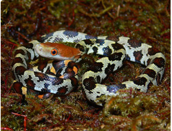 Полоз Меллендорфа (Orthriophis moellendorffi)