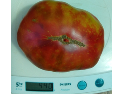 Томат Мадди Мамба (Muddy Mamba)