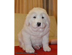 Сука 1. Ярысь. Резерв питомника. Возможно позже продажа