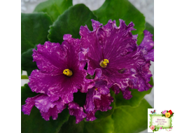 АВ-Тайны Востока (Фиалковод) 2022 г. (детка)