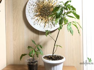 Ficus Formosana Maxim / фикус формозана