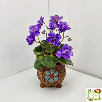 Milady (C.Russell) 01/21/1981 (гёрл-лист)