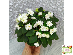 ЛЕ-Жемчужинка (Е. Лебецкая) 2018 г. трейлер