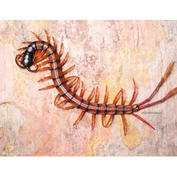 Лопастехвостая сколопендра, или крылоногая сколопендра (Alipes multicostis)