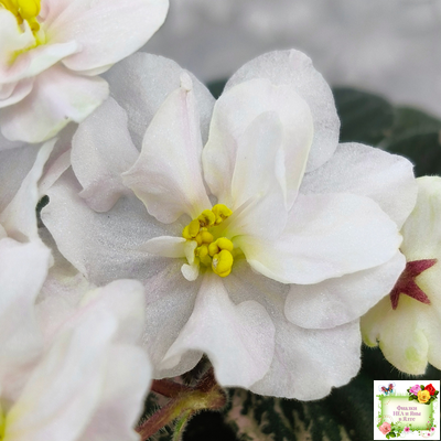 Golden Eye (S. Sorano)