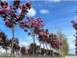 Вишня Роял Бургунди - Royal Burgundy