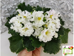 Dn-Macabeo (Д. Денисенко) 2019 г.