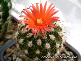 Parodia subtilihamata FR 741 - 5 семян