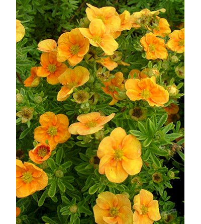 курильский чай "манго-танго"