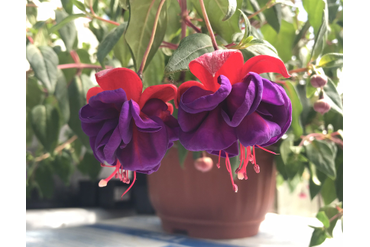 Фуксия Dark eyes