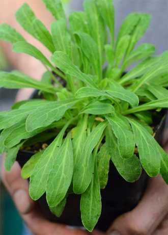 Силена Капенсис, Silene Capensis, Африканский корень сновидений ...