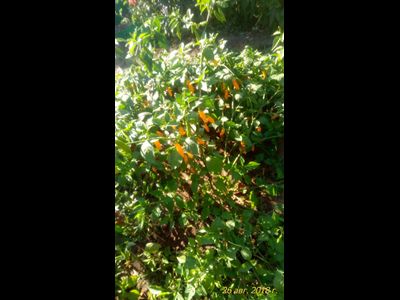 Перец острый Aji Limo (Lemon Drop)