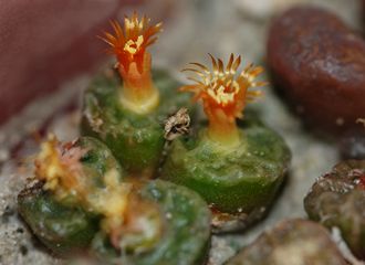 Conophytum angelicae ssp.tetragonum near Klipbok (MG-1410.64) сбор 2024 г - 5 семян