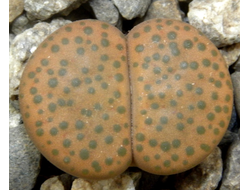 Lithops fulviceps С220 (Чехия) - 10 семян