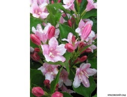 Вейгела цветущая Пинк Принцесс фото цветков в саду красовский-сад.рф