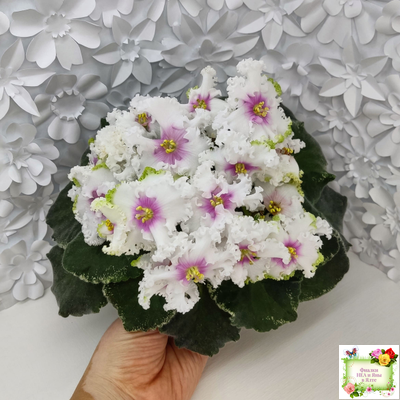 Р-Ярило Люкс (В. Зуб) 2022 г.