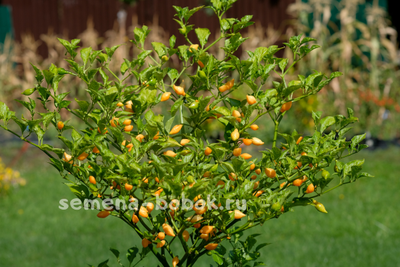 Перец острый Cabacinha Laranja, 10 шт