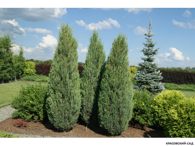 Можжевельник Фишт - Fischt