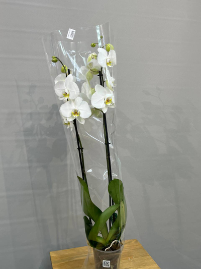 Орхидея Фаленопсис